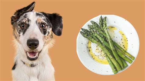 Can Dog Eat Asparagus
